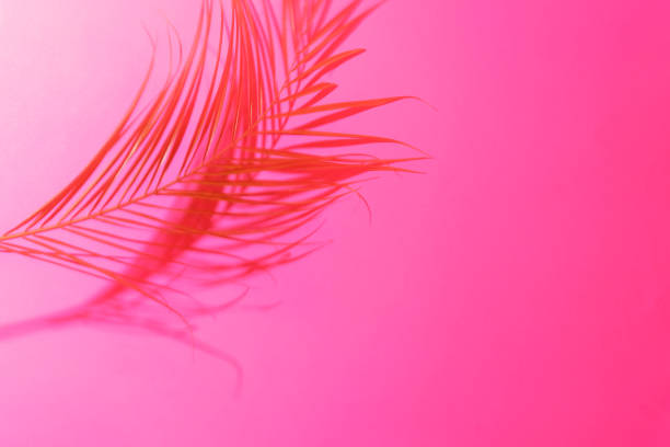 istock Shadows of palm leaf on bright pink background. 1214375463