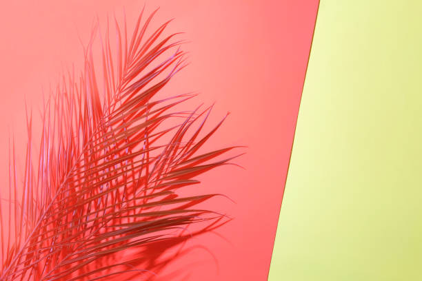 istock Tropical palm leaves in backlight on coral and blue background. 1214375468