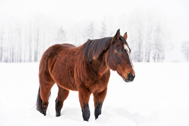 istock Dark brown horse walks on snow covered meadow, blurred trees in background 1214375516