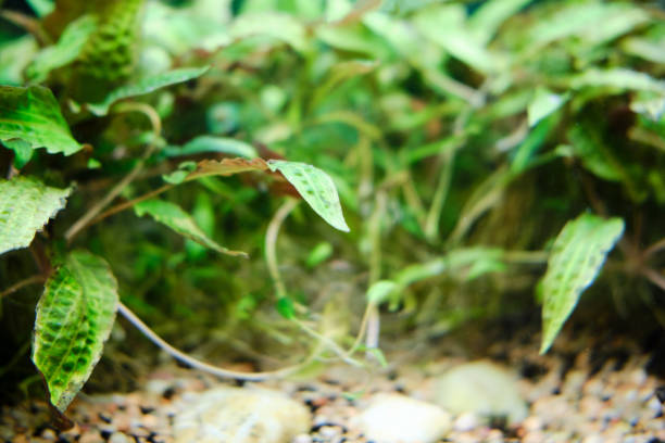 istock Green algae at the bottom of the aquarium, copy space for text 1214377573