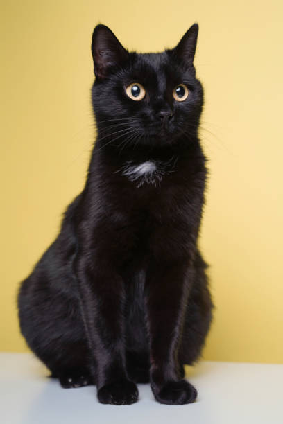 istock Black cat on blue background. Friday the 13th 1214378825
