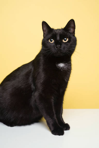 istock Black cat on blue background. Friday the 13th 1214378845