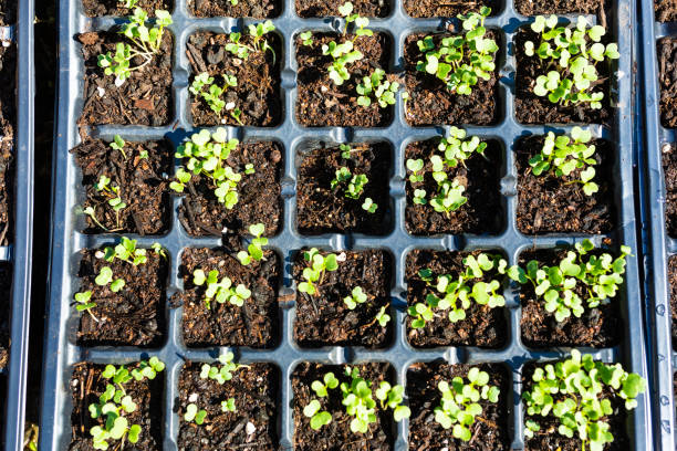 istock Organic vegetable seedlings in pots 1214379639