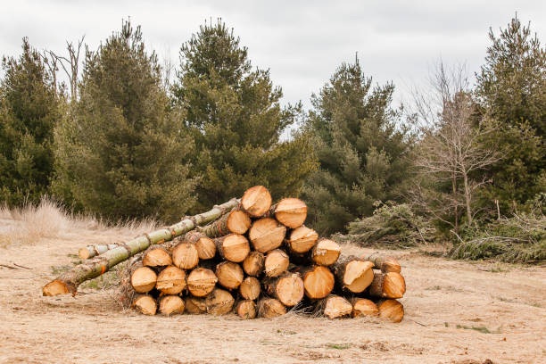 istock Pile of logs. 1214380742