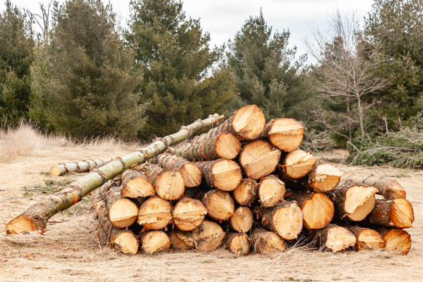 istock Pile of white pine logs. 1214380756
