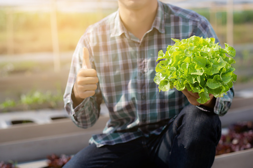 Young asian man farmer holding and showing fresh organic green oak lettuce and gesture thumbs up in farm, produce and cultivation for harvest agriculture vegetable with business, healthy food concept.