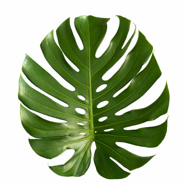 istock green leaves for background and wallpaper 1214383169