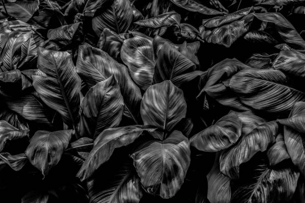 istock green leaves for background and wallpaper 1214383171