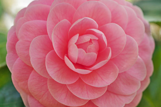 Closeup pink Camellia with contrast green bokeh background.