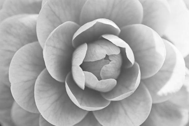 istock Camellia japonica ‘Otome’ 1214383285