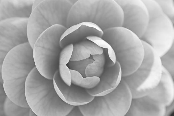 istock Camellia japonica ‘Otome’ 1214383296