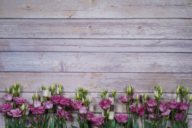 istock purple and white eustom roses on wooden background. Empty space for design. 1214384213