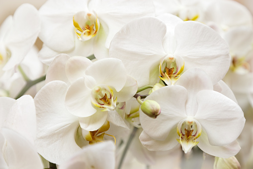 Blossom white orchid flowers close up. Gentle natural background.  Pastel colored flowery greeting card. Soft selective focus.