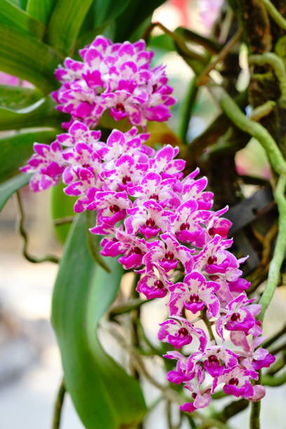 istock Pink Rhynchostylis orchid i 1214385128