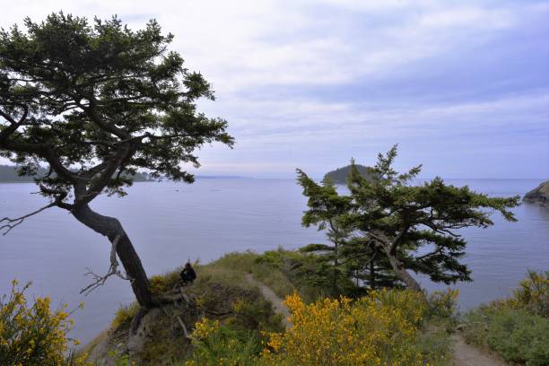 istock Overlooking the Pacific Ocean in Northern Washington 1214387186
