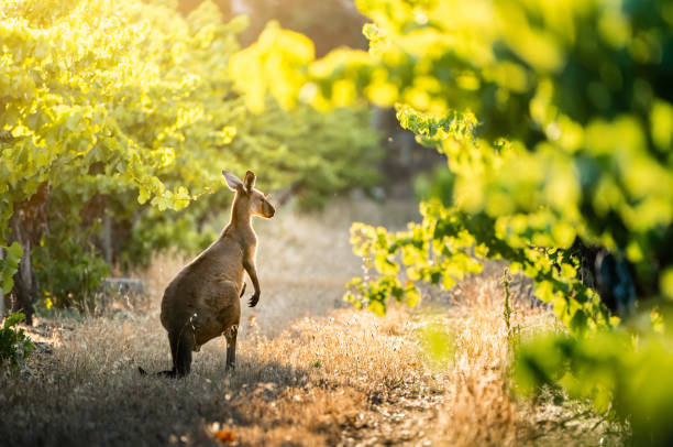 kangourou dans le vignoble - south australia photos et images de collection