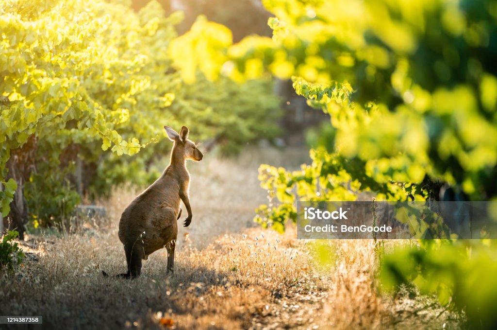Kangaroo in Vineyard Kangaroo in South Australian vineyard Australia Stock Photo