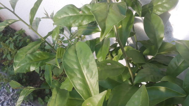 istock ora pro nobs green leaves 1214388083