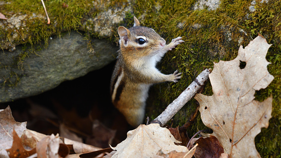 Eastern chipmunk coming up from underground