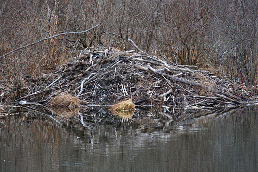 Lodge of North American beaver on pond in Connecticut nature preserve