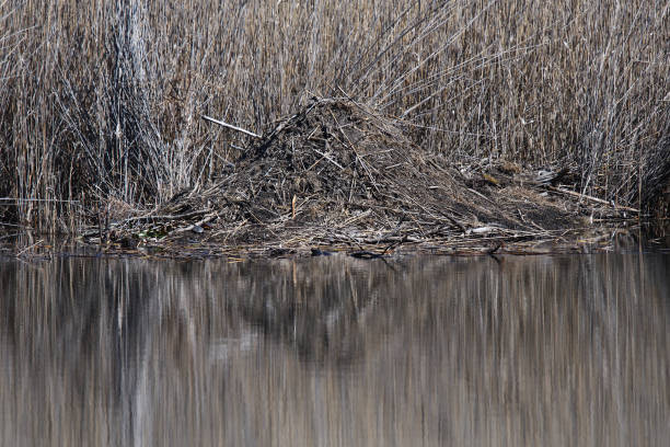 Lodge of North American beaver against bed of common reeds (phragmites australis)