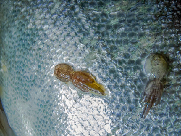 salmão com piolhos marinhos - nits - fotografias e filmes do acervo