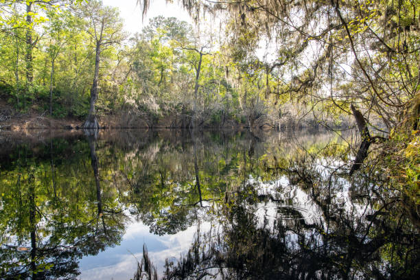 istock Still Water on Florida's Suwannee River 1214388999