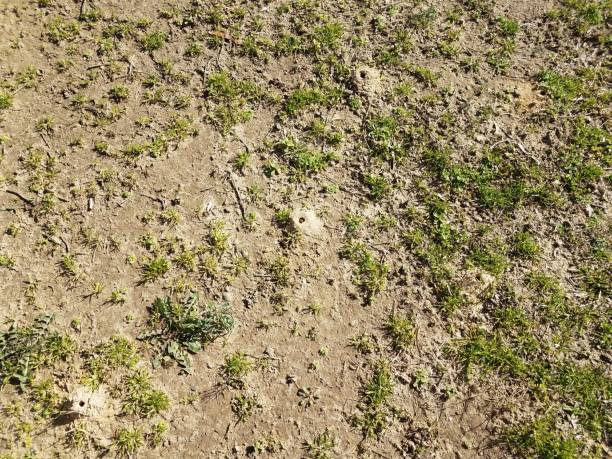 istock solitary bee dirt mound and grass and dirt 1214393071