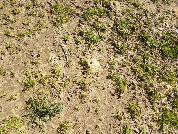 istock solitary bee dirt mound and grass and dirt 1214393104