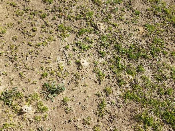 istock solitary bee dirt mound and grass and dirt 1214393106
