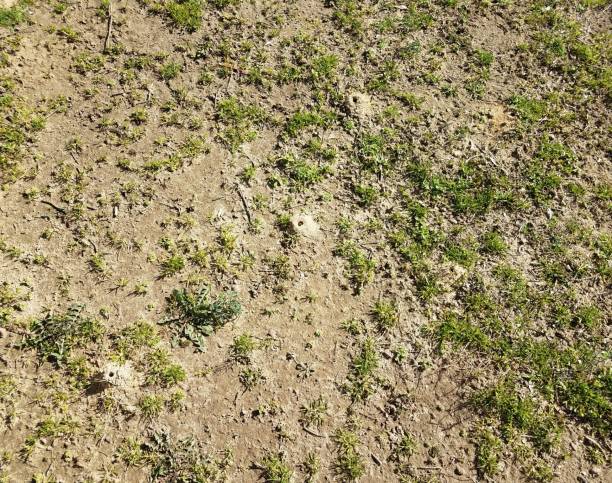 istock solitary bee dirt mound and grass and dirt 1214393111