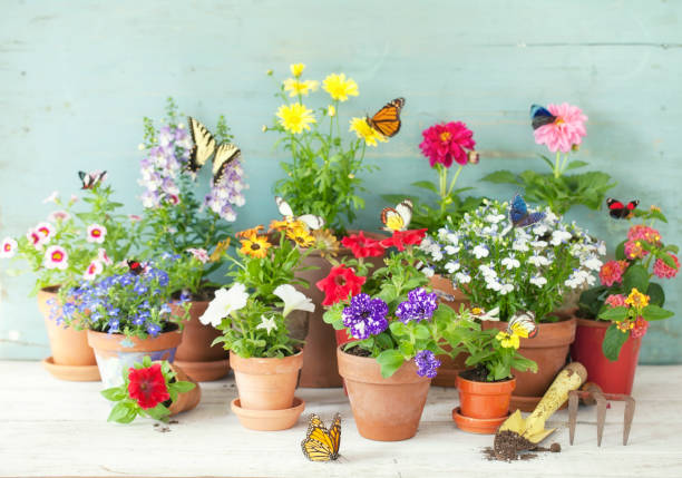 istock Garden Flowers background 1214394038