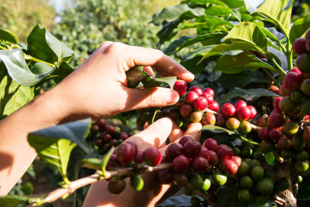 istock Fresh arabica coffee beans on coffee tree with hand 1214396627