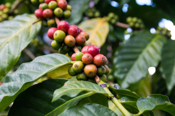 istock Fresh arabica coffee beans on coffee tree 1214396695