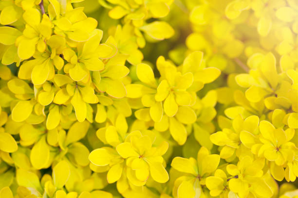 istock Fresh yellow leaves with lens flare. 1214397690