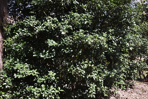 False holly (Osmanthus heterophyllus) / Oleaceae evergreens