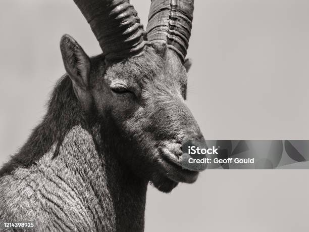 Stambecchi Sorridenti Da Vicino - Fotografie stock e altre immagini di Stambecco - Stambecco, Stambecco delle Alpi, Svizzera