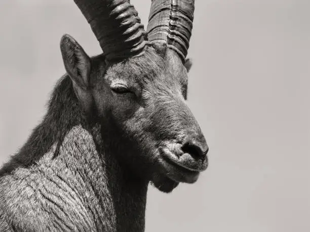 This is a male Alpine Ibex (Capra ibex), a species of wild mountain goat found in the Alps.