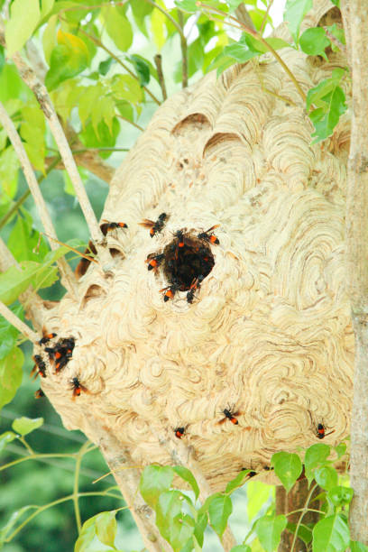 istock Asian hornet, also known as the yellow-legged hornet (Vespa velutina) on tree 1214399652