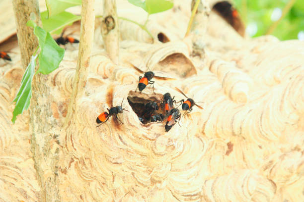istock Asian hornet, also known as the yellow-legged hornet (Vespa velutina) on tree 1214399665