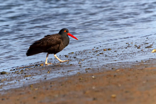 istock Black Oystercatcher (Haematopus bachmani) on a beach 1214400828