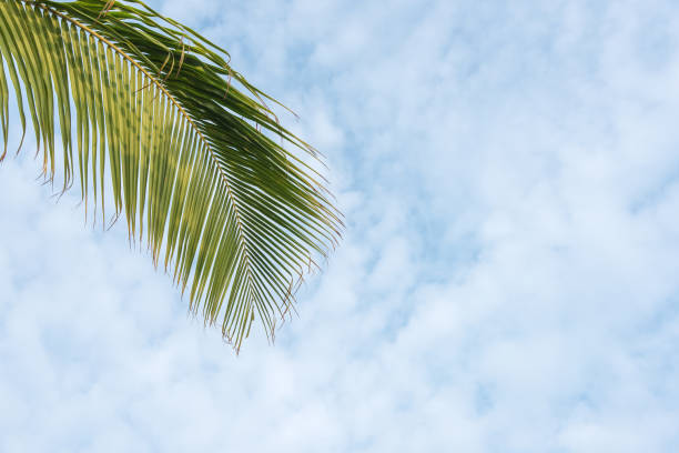 Tropical palm leaves and clouds sky copy space scene