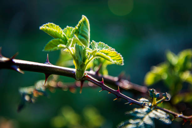 emerging blackberry leaves on vine with thorns - springtime
