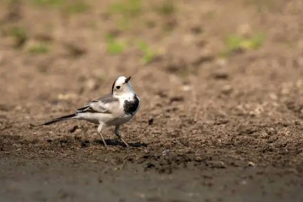 Image of white wagtail bird (Motacilla alba) on nature background. Birds. Animal.