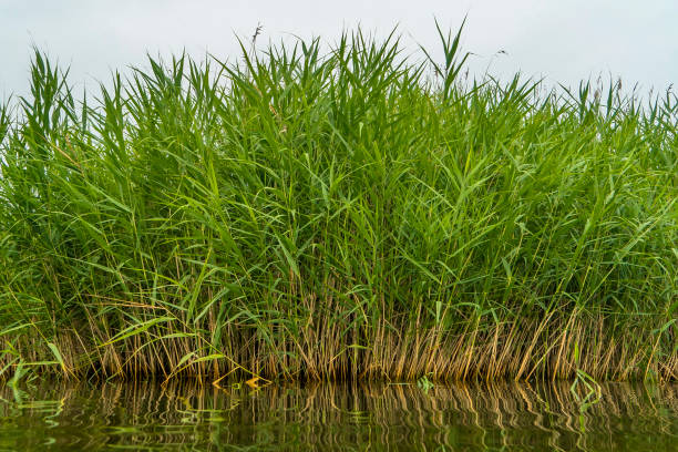 istock Green cane thickets on pond. Reed grass near water 1214410801