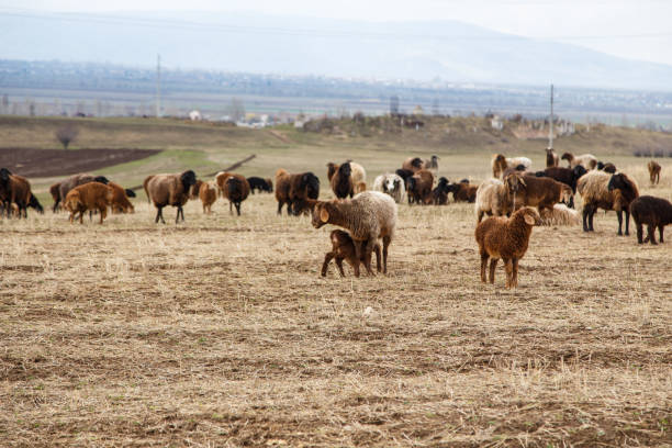 a flock of sheep grazes in nature. countryside, farming. natural rustic background - jumbuck imagens e fotografias de stock