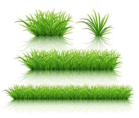Set of different bushes of green grass on a white reflective surface. Highly realistic illustration.