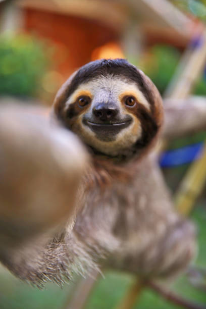 istock Happy, curious rescued Sloth touching my camera lens 1214415301