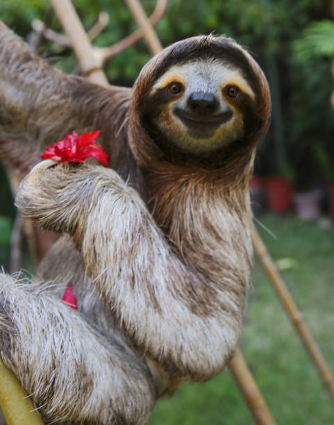 幸せ,救出されたナマケモノ - 中央アメリカ 写真 ストックフォトと画像