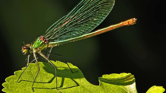 Dragonfly perched on the leaf